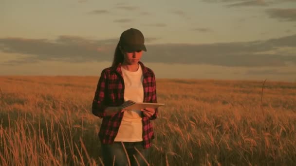 Mujer agricultora que trabaja con la tableta en el campo de trigo. agrónomo con tableta estudiando la cosecha de trigo en el campo. mujer de negocios analizando la cosecha de granos. cosecha de grano. las empresas agrícolas. — Vídeos de Stock