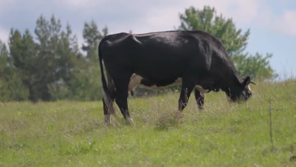 Çayırdaki bir inek ot çiğniyor. Sığır yetiştiriciliği. Çiftlik hayvanları ve mandıra işi konsepti. Sığır otlağı. Çiftçi ineği çayırda ot yiyor.. — Stok video