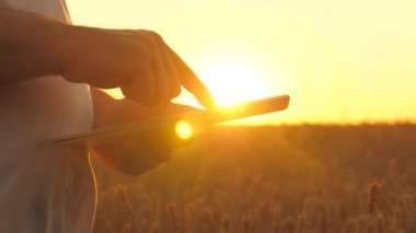 Çiftçi, güneşteki bir buğday tarlasında tabletle çalışıyor. Tarlada buğday mahsulünü inceleyen bir tarım uzmanının silüeti. İşadamı sahadaki gelirini planlıyor. tahıl hasat.