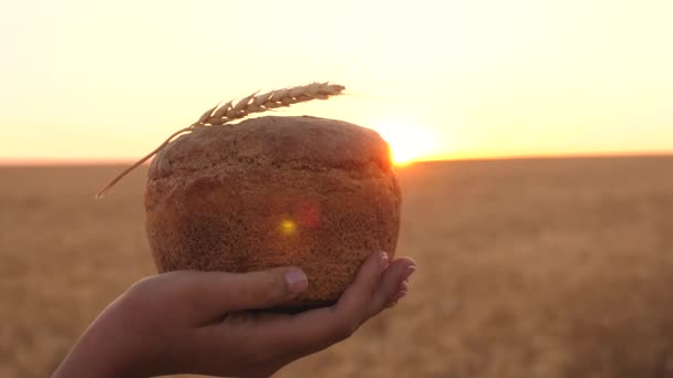 Una campesina lleva en sus manos un delicioso pan en el campo de trigo. Primer plano. deliciosa hogaza de pan en las palmas de los panaderos. hogaza de pan con una espiga de trigo en manos de niña sobre el campo de trigo al atardecer. — Vídeos de Stock