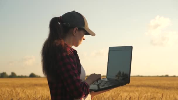 Een vrouwelijke zakenman met een laptop in haar handen werkt in tarweveld, communiceert en controleert de oogst. Vrouwelijke boer bij zonsondergang met computer. Meisje agronomist werkt. Begrip landbouwbedrijf. — Stockvideo