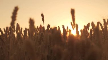 Tahıllı buğday başakları gökyüzü ve güneşin arka planına karşı rüzgarı sallar. Olgunlaşan buğday tarlası gün batımında. Mısır gevreği hasadı yazın olgunlaşır. Tarım sektörü konsepti. organik