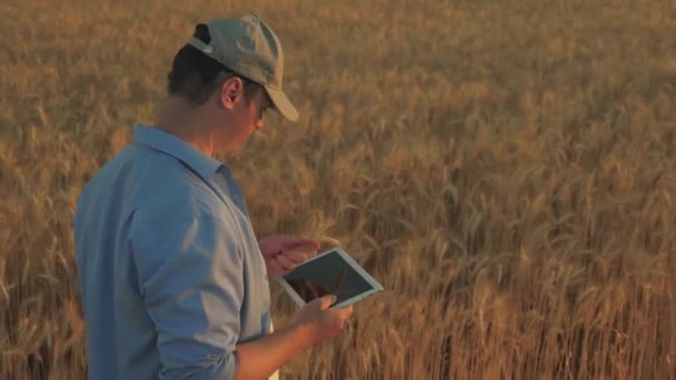 Agricultor que trabalha com computador tablet no campo de trigo. agrônomo com tablet estudando colheita de trigo no campo. homem de negócios analisando a colheita de grãos. colheita de grãos. Negócios agrícolas. Ecologicamente — Vídeo de Stock