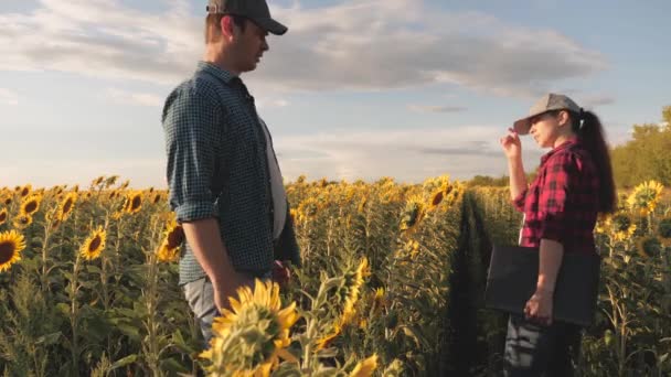 Granjero hombre y mujer con portátil estrechan las manos en un campo de girasol en flor. concepto de agronegocio. hombre de negocios y agrónomo están trabajando en el campo, evaluando la cosecha de semillas. Trabajo en equipo — Vídeos de Stock