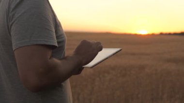 Çiftçi buğday tarlasında tablet bilgisayarla çalışıyor. Tarlada buğday hasadını inceleyen tabletli bir tarım uzmanı. İş adamı tahıl hasadını analiz ediyor. tahıl hasatı Zirai işler. ekolojik olarak