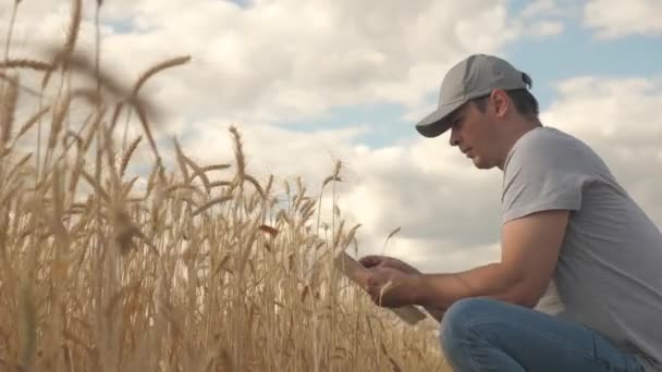 Бизнесмен анализирует урожай зерна. Фермер работает с планшетным компьютером на пшеничном поле. Сельскохозяйственный бизнес. Агроном с планшетом изучает сбор урожая пшеницы в поле. Урожай зерна. Экологически — стоковое видео