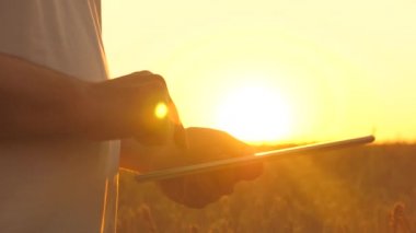 Bir işadamı gelirini tarımda planlar. tahıl hasatı Bir çiftçi güneşin altındaki buğday tarlasında tabletle çalışır. Elinde tabletle buğday hasadını inceleyen bir tarım uzmanının silueti.