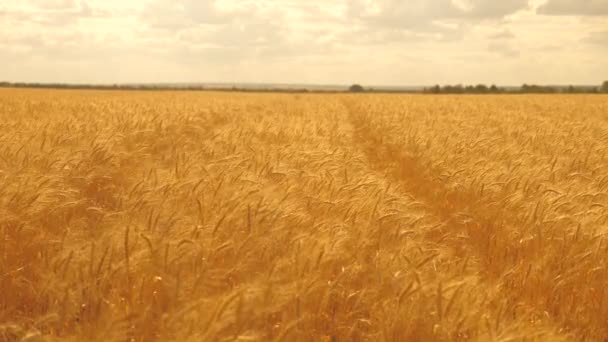 小麦の小穂に穀物の揺れ風があります。空に対して熟す小麦のフィールド。夏に穀物収穫が始まります。農業ビジネスの概念です。環境に優しい小麦 — ストック動画