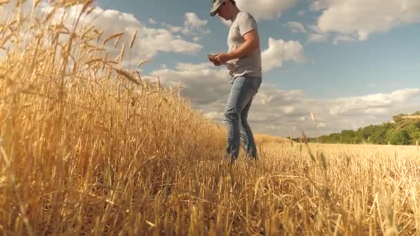 Homem de negócios analisando a colheita de grãos. Agricultor trabalhando com computador tablet no campo de trigo. Negócios agrícolas. Agronomista com tablet estudando colheita de trigo em campo. Colheita de grãos. Ecologicamente — Vídeo de Stock