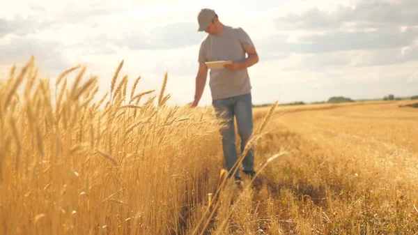 Agricultor que trabaja con la tableta en el campo de trigo. negocio agrícola. hombre de negocios analizando la cosecha de granos. agrónomo con tableta estudiando la cosecha de trigo en el campo. cosecha de grano. ecológicamente — Foto de Stock