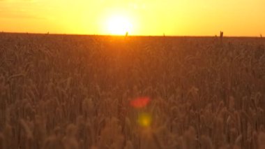 Gün batımında olgunlaşan buğday tarlası. Tahıllı buğday başakları gökyüzü ve güneşin arka planına karşı rüzgarı sallar. Mısır gevreği hasadı yazın olgunlaşır. Tarım sektörü konsepti. organik buğday