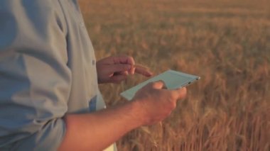 İş adamı tahıl hasadını analiz ediyor. Çiftçi buğday tarlasında tablet bilgisayarla çalışıyor. Tarlada buğday hasadını inceleyen tabletli bir tarımcı. tahıl hasatı Tarım işi. Ekolojik olarak
