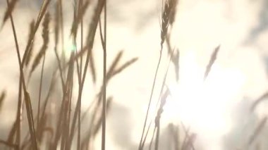 Tahıllı buğday başakları gökyüzü ve güneşin arka planına karşı rüzgarı sallar. Olgunlaşan buğday tarlası gün batımında. Mısır gevreği hasadı yazın olgunlaşır. Tarım sektörü konsepti. organik