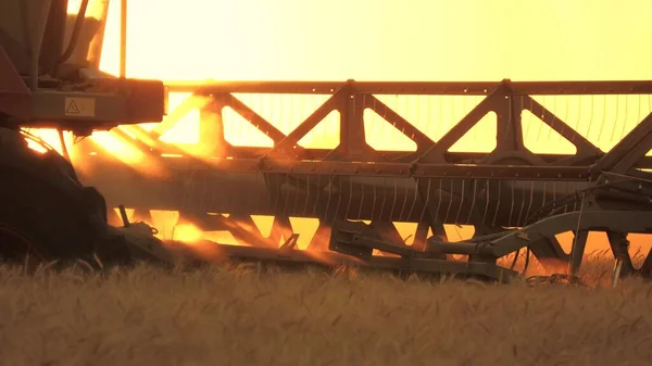 Meccanismo falciatrice mietitrice taglia spikelets di grano. Lavori di raccolta agricola. la mietitrice si sposta in campo e falcia il grano maturo. una grande mietitrice raccoglie grano al tramonto. attività agricola — Foto Stock