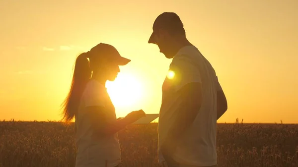 Çiftçi erkek ve kadın güneşin altındaki buğday tarlasında bir tabletle çalışıyorlar. Tarımcı ve işadamı silueti. Tabletle tarlada buğday hasadını inceliyor. İş adamları el sıkışıyor. tahıl hasat