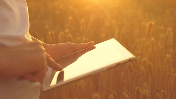 Chica agrónoma trabaja con la tableta en el campo de trigo en el sol. Primer plano. mujer de negocios planea sus ingresos en el campo. grano harvest.silhouette de una agricultora con tableta que estudia la cosecha de trigo en el campo. — Foto de Stock