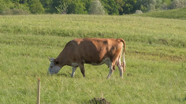 Rinderzucht. Viehweiden. Bauern Kuh fressen Gras auf der Weide. Eine Kuh auf einer Weide kaut Gras. Viehzucht und Milchwirtschaft. Buttermilchgeschäft — Stockfoto