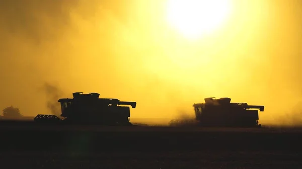 silhouette of two combines moves across the field and mows ripe wheat, rye dust rises above field in sun. large harvester harvests grain in sunset. Agricultural harvesting works. agricultural business