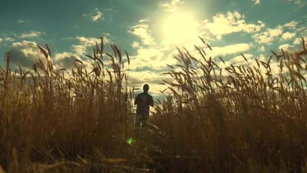 Farmář pracující s počítačem na pšeničném poli. zemědělský obchod. obchodník analyzující sklizeň obilí. agronomista s tabletou studující sklizeň pšenice na poli. Sklizeň obilí. ekologicky — Stock video