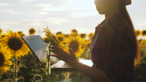 Farmerka pracująca w terenie. agronomista na polu słoneczników z laptopem pracuje na słońcu. bizneswoman z komputerem w rękach na plantacji słonecznika. analiza upraw. — Wideo stockowe