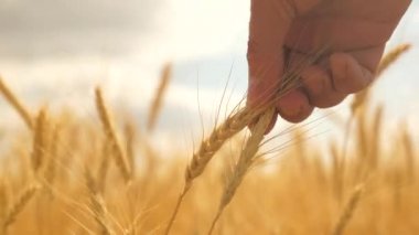 Çiftçilerin elleri gün batımında buğday kulağına dokunur. Tarım uzmanı olgunlaşmış buğday tarlasını inceliyor. Günbatımında buğday tarlasında çiftçi. Tarım konsepti. Tarım işi. Olgun tahıl tarlasında, tahıl hasadı