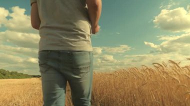 İş adamı tahıl hasadını analiz ediyor. Tarlada buğday hasadını inceleyen tabletli bir tarımcı. tahıl hasatı Çiftçi buğday tarlasında tablet bilgisayarla çalışıyor. Tarım işi. Ekolojik olarak