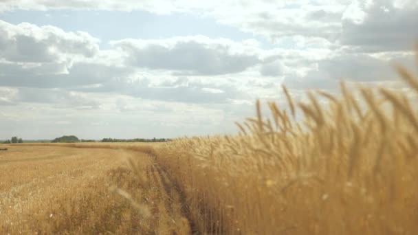 Kołki pszenicy z ziarnem wstrząsają wiatrem. Przyjazna dla środowiska pszenica. Pole dojrzewania pszenicy na tle błękitnego nieba. Zbiory zbóż dojrzewają latem. Koncepcja działalności rolniczej. — Wideo stockowe