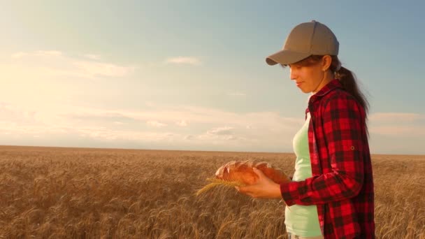 Le pain frais est entre les mains d'un cultivateur de blé. Un délicieux morceau de pain sur les palmiers boulangers. Un pain de blé dans les mains d'une femme sur un champ de blé. Récolte du blé mûr. — Video