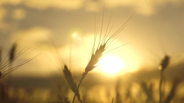 Orelhas de trigo ao sol. Campo de cereais. Hora da colheita. Limpeza. Espiguetas de trigo com o vento de tremores de grão. A colheita de cereais amadurece no verão. Negócios agrícolas. trigo amigo do ambiente. — Fotografia de Stock