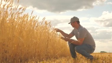 Çiftçi buğday tarlasında tablet bilgisayarla çalışıyor. Zirai işler. İş adamı tahıl hasadını analiz ediyor. Tarlada buğday hasadını inceleyen tabletli bir tarım uzmanı. tahıl hasatı ekolojik olarak