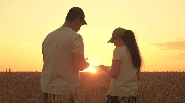 Farmer i biznesmen pracują na polu pszenicy z tabletkami. Agronomista i biznesmen pracują w terenie z tabletem w słońcu. Zbiory pszenicy na polu. Rolnictwo ekologiczne i koncepcja działalności rolniczej. — Zdjęcie stockowe