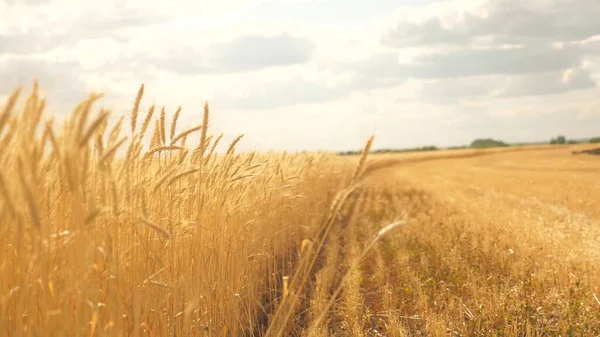 Espiguillas de trigo con grano sacude el viento. La cosecha de granos madura en verano. Campo de trigo maduro contra el cielo azul. Concepto de negocio agrícola. Trigo ecológico — Foto de Stock