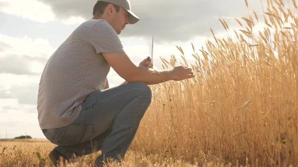 Agricultor que trabaja con la tableta en el campo de trigo. negocio agrícola. hombre de negocios analizando la cosecha de granos. agrónomo con tableta estudiando la cosecha de trigo en el campo. cosecha de grano. ecológicamente — Foto de Stock