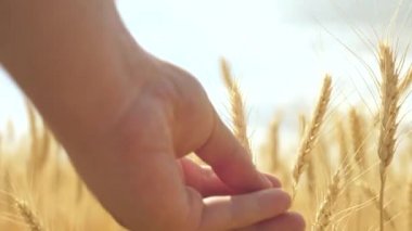 Çiftçilerin elleri gün batımında buğday kulağına dokunur. Tarım uzmanı olgunlaşmış buğday tarlasını inceliyor. Günbatımında buğday tarlasında çiftçi. Tarım konsepti. Tarım işi. Olgun tahıl tarlasında, tahıl hasadı