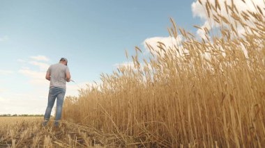 İş adamı tahıl hasadını analiz ediyor. Çiftçi buğday tarlasında tablet bilgisayarla çalışıyor. Tarım işi. Tarlada buğday hasadını inceleyen tabletli bir tarımcı. Tahıl hasadı. Ekolojik olarak
