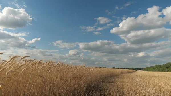 Špičáky pšenice s větrem, který třese obilím. Pole zralosti pšenice proti obloze. Sklizeň zrní v létě. zemědělský podnikatelský koncept. šetrná k životnímu prostředí — Stock fotografie