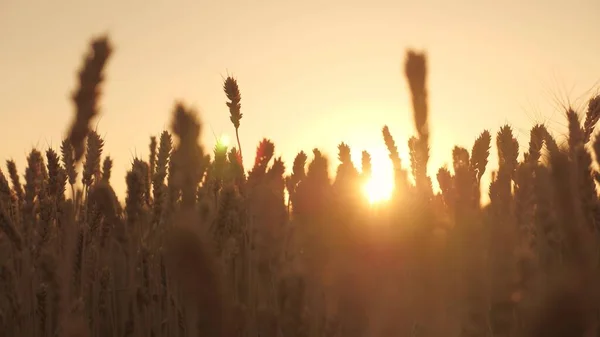 Spikelets de trigo com grãos treme vento contra fundo do céu e do sol. campo de amadurecimento de trigo em raios de pôr do sol. colheita de cereais amadurece no verão. conceito de negócio agrícola. orgânico — Fotografia de Stock