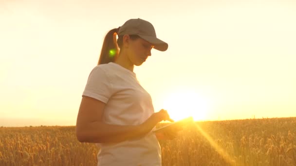 Boerenvrouw in tarweveld bij zonsondergang. Biologisch graan op plantage. Landbouwkundige vrouwelijke boer, zakenvrouw kijkt in een tablet in een tarweveld. Moderne technologen en gadgets in de landbouw. — Stockvideo