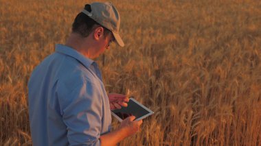 Bir çiftçi gün batımında buğday tarlasında tabletle yürür. Çiftlikte organik tahıl. Agronomist çiftçi, işadamı buğday tarlasında bir tablete bakıyor. Modern teknoloji ve tarım aletleri..