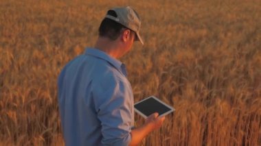 Bir çiftçi gün batımında buğday tarlasında tabletle yürür. Çiftlikte organik tahıl. Agronomist çiftçi, işadamı buğday tarlasında bir tablete bakıyor. Modern teknoloji ve tarım aletleri..