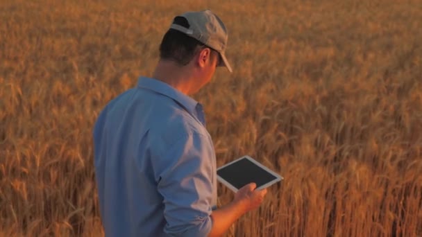 Ein Bauer geht bei Sonnenuntergang mit Tablette im Weizenfeld spazieren. Bio-Getreide auf Plantagen. Agronom Bauer, Geschäftsmann schaut in ein Tablett auf einem Weizenfeld. Moderne Technologien und Geräte in der Landwirtschaft. — Stockvideo
