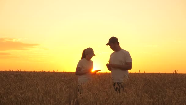 Agrónomo y empresario están trabajando en el campo con una tableta en el sol. cosecha de trigo madura en el campo. familia de agricultores que trabajan en un campo de trigo al atardecer. concepto de agricultura ecológica y empresa familiar. — Vídeos de Stock