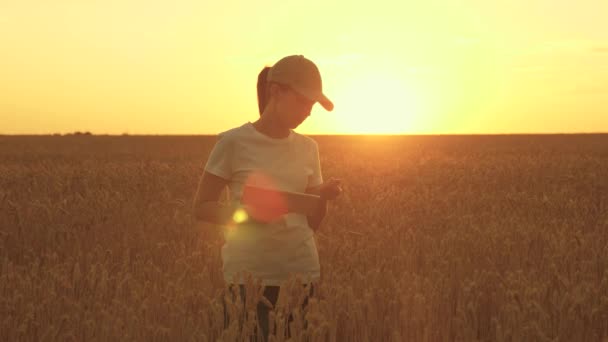 夕暮れ時の小麦畑の農家の女性。プランテーションの有機穀物。農学者の女性農家は、実業家の女性が小麦畑でタブレットを調べる。農業における近代的な技術やガジェット. — ストック動画