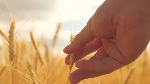 Boeren hand raakt het oor van tarwe bij zonsondergang. De geneticus inspecteert het rijpe tarweveld. boer op tarweveld bij zonsondergang. Landbouwconcept. Landbouwbedrijf. Rijp graan in het veld, graanoogst — Stockfoto