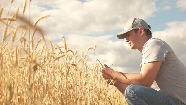 businessman analyzing grain harvest. farmer working with tablet computer on wheat field. agricultural business. agronomist with tablet studying wheat harvest in field. grain harvest. ecologically