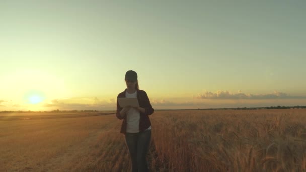 Zakenvrouw die in het veld werkt. Boer in tarweveld bij zonsondergang. Landbouwkundige vrouwelijke boer, zakenvrouw kijkt in een tablet in een tarweveld. Moderne technologen en gadgets in de landbouw. — Stockvideo