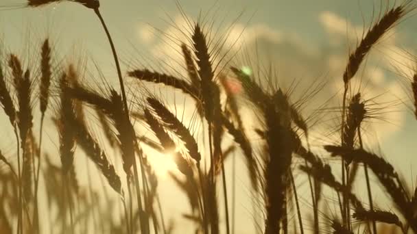 Las espiguillas del trigo con el grano sacuden el viento. Orejas de trigo contra el cielo azul en el sol. Campo de grano. Hora de cosechar. La cosecha de cereales madura en verano. Negocio agrícola. Trigo ecológico — Vídeos de Stock