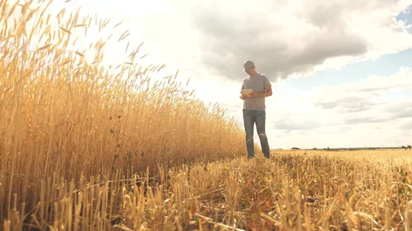 밀 밭에서 태블릿 컴퓨터를 만드는 농부입니다. 농업 사업. 농부는 곡물 수확을 분석 한다. 밭에서 밀 수확을 연구하고 있는 농학자. 곡식 수확. 생태학적으로 — 스톡 사진