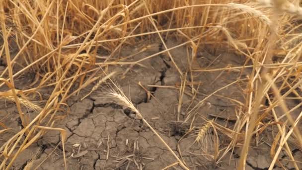 Droogte, tarweoogst is stervende. Velden zonder water. De aarde barstte van hitte. Het uitdrogen van gebarsten grond. Klimaatverandering, milieuramp en bodemscheuren, aantasting van landbouwgrond. — Stockvideo