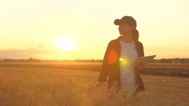 Agronomist kadın çiftçi, iş kadını buğday tarlasında bir tablete bakıyor. Modern teknoloji uzmanları ve tarım aletleri. Sahada çalışan bir iş kadını. Gün batımında tarlada çiftçi.